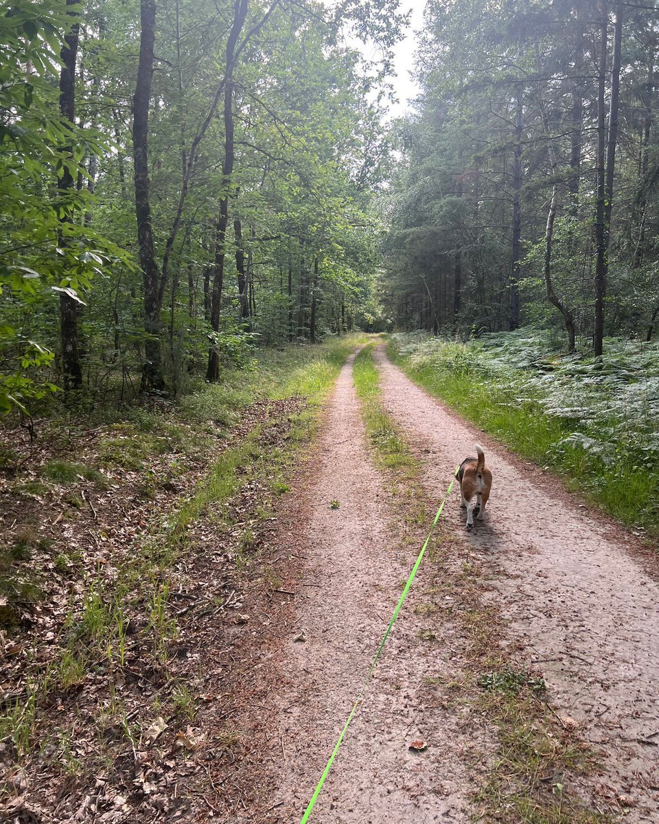 The #beagle prefers exercising via a slow meandering walk that proceeds at the rate of 17 sniffs per second. This enriching activity is known as a sniffari. #beaglefacts

📷 <a href="/BandanaBeagle/">Haruki</a> / Twitter
