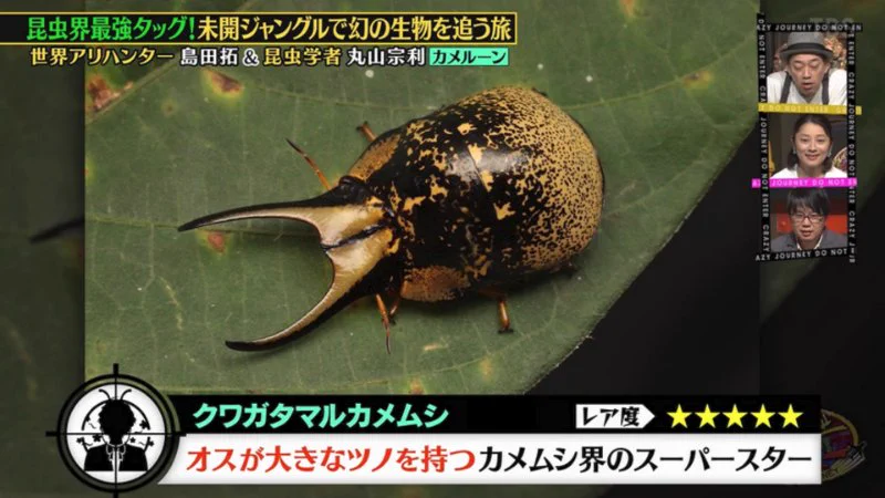 とびタヌキ on X: 