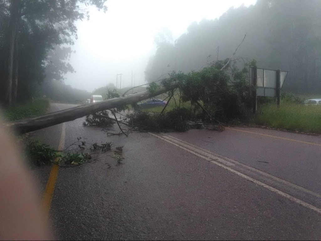 TRAFFIC ALERT | A tree has fallen accross the road on the R71 Magoebaskloof near the Cherio Garden Turn off.Route maintainace services had been dispatched to assist. #tzaneenvoiceisback