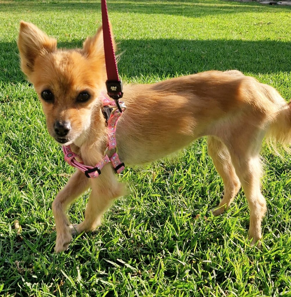 ZafiroProte's tweet photo. ¡Necesitamos urgentemente acogida para Sugar! 🆘🆘🆘

Hay que pincharle insulina para controlarle los niveles de glucosa

Poco a poco va recuperando peso y pelo, pero necesita una casa para poder seguir ayudándola 😥

Cubrimos todos los gastos
Necesita muchísima difusión 🍀🤞🏼🤞🏼 https://t.co/mHl0Jvihhq
