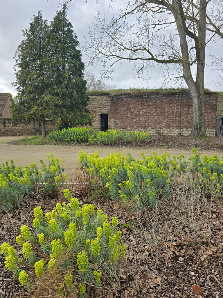 LouCommensalist's tweet photo. Euphorbia: beautiful in a winter garden
#commensalist https://t.co/t6qkHbYJUp