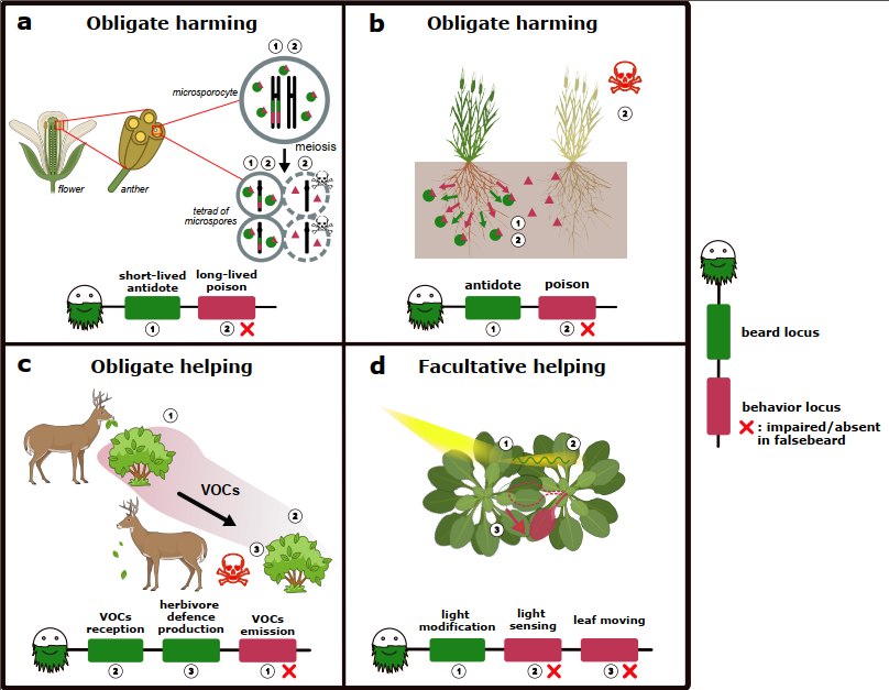 Have you heard about greenbeards? We just published an opinion piece on how this particular type of selfish genetic element could affect plant-plant interactions  <a href="/NewPhyt/">New Phytologist</a> <a href="/DEE_UNIL/">DEE UNIL</a> <a href="/AgapInstitut/">Agap Institut</a> 
nph.onlinelibrary.wiley.com/doi/10.1111/np…