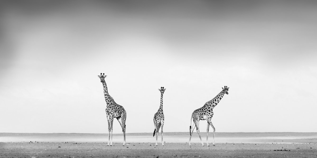 bernabephoto's tweet photo. "The Prophets" Giraffes on the arid Amboseli Plains of Kenya #photography https://t.co/us0wz9LT3T