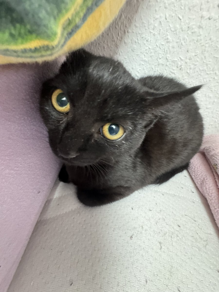 mcyt1214's tweet photo. Little introducting about the things I like and my fandoms😆

computer science
HARRY POTTER<3
Criminal Minds
Teen Wolf
b99
Julien Bam(German YT)
my cats😘
Fred Weasley/ Weasley Twins😋
<pics of my cats called Jana and Luna💕> https://t.co/5A58Ab9DUO