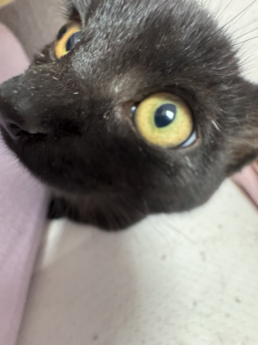 mcyt1214's tweet photo. Little introducting about the things I like and my fandoms😆

computer science
HARRY POTTER<3
Criminal Minds
Teen Wolf
b99
Julien Bam(German YT)
my cats😘
Fred Weasley/ Weasley Twins😋
<pics of my cats called Jana and Luna💕> https://t.co/5A58Ab9DUO