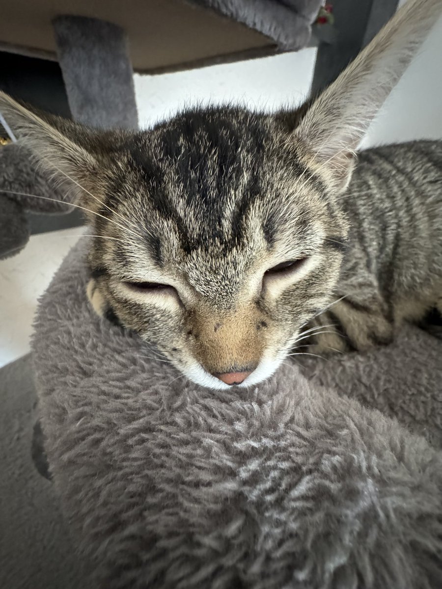 mcyt1214's tweet photo. Little introducting about the things I like and my fandoms😆

computer science
HARRY POTTER<3
Criminal Minds
Teen Wolf
b99
Julien Bam(German YT)
my cats😘
Fred Weasley/ Weasley Twins😋
<pics of my cats called Jana and Luna💕> https://t.co/5A58Ab9DUO