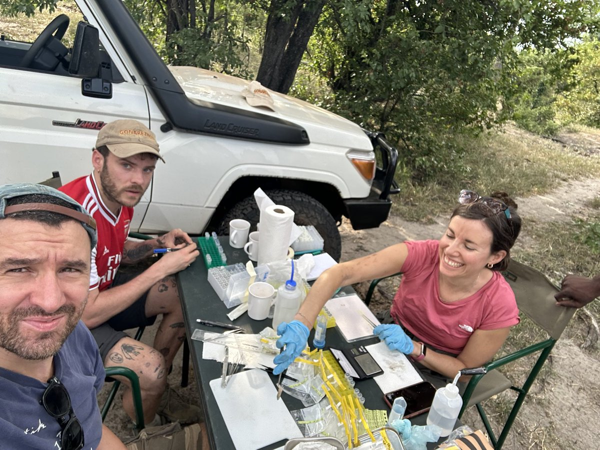 Dario Riccardo Valenzano🐟🦠🤌🏽 (@dariovalenzano_) on Twitter photo Field research in the Gonarezhou National park-studying turquoise killifish in their natural environment.
Lots of science fun with the lab and lots of flies flying all around us-nothing attracts them more than our ethanol bottles.
<a href="/valenzanolab/">Valenzano Lab</a>
<a href="/SilviaCat_telan/">Silvia Cattelan</a>
<a href="/LeibnizFLI/">Leibniz-Institut für Alternsforschung (FLI)</a> Field research in the Gonarezhou National park-studying turquoise killifish in their natural environment.
Lots of science fun with the lab and lots of flies flying all around us-nothing attracts them more than our ethanol bottles.
<a href="/valenzanolab/">Valenzano Lab</a>
<a href="/SilviaCat_telan/">Silvia Cattelan</a>
<a href="/LeibnizFLI/">Leibniz-Institut für Alternsforschung (FLI)</a>