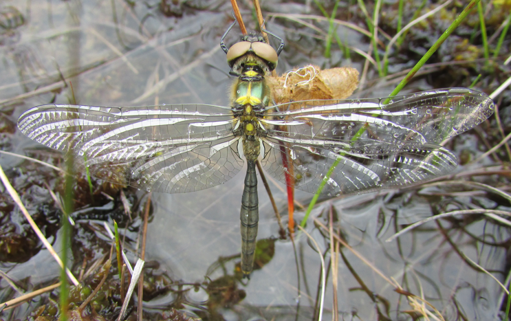 I love this photo of a newly emerged Northern Emerald at Key Site Beinn Eighe NNR showing the size of the exuvia and also how rounded the end of the abdomen is. #TeamDragonfly #Bogpools #Highlands #Peatland