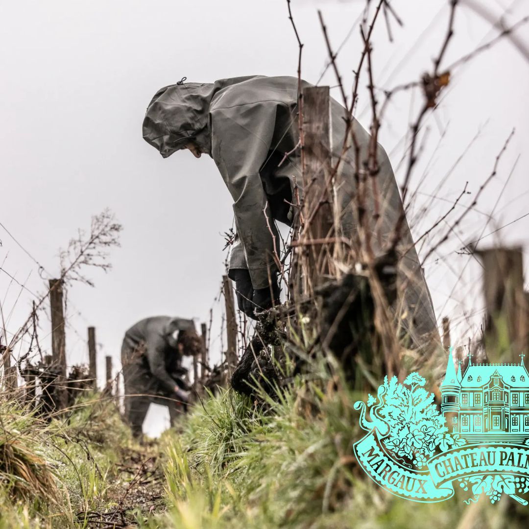 LE SERMENT DE LA TAILLE

Chaque coup de sécateur est un instant décisif, sans repentir possible.

shorturl.at/cDHV0

Each clip is a decisive moment from which there is no going back.

shorturl.at/yzIK9

#ChateauPalmer #TimeAlwaysTells #Wine #FineWine #Frenchwine