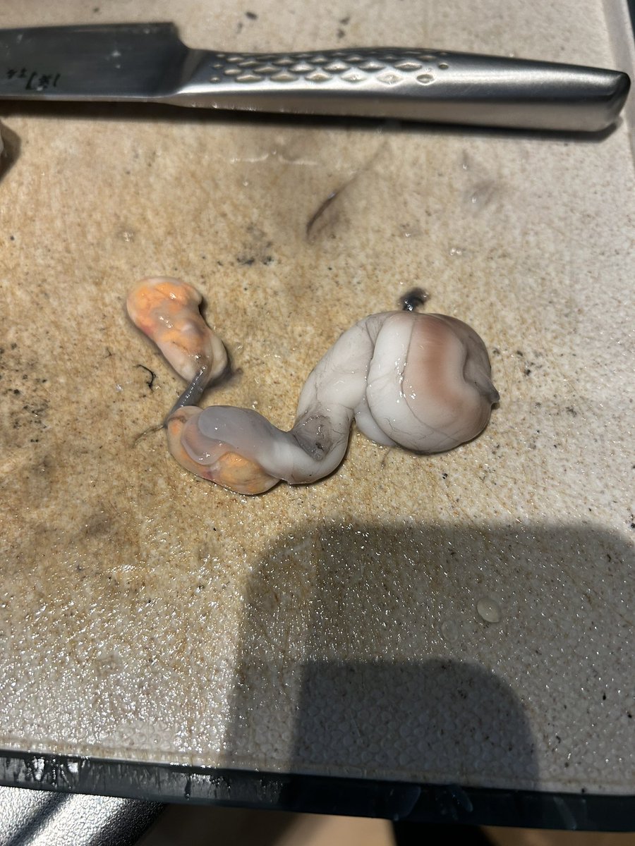 白子と卵でてきた、、イカ内臓むずい、、、3枚目の写真何の臓器かわかる方いませんか？