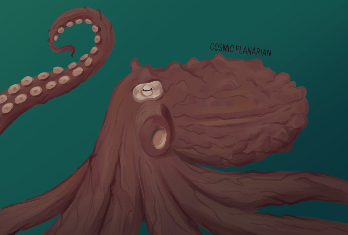 100 Days of Sea Creatures Day 95 - Giant Pacific Octopus (Enteroctopus dofleini) Apparently it didn’t send when I tried to do this last night #seacreatures #smallartist