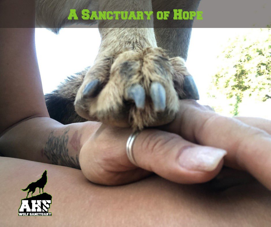 At the heart of Hartbeespoort lies a haven for the voiceless - the All Hearts Wolf Sanctuary. Here, our rescued Canadian Timber Wolves find peace and protection. Explore how you can be a part of their journey towards freedom and safety. #WolfSanctuary #SaveWolves #AllHeartsSA