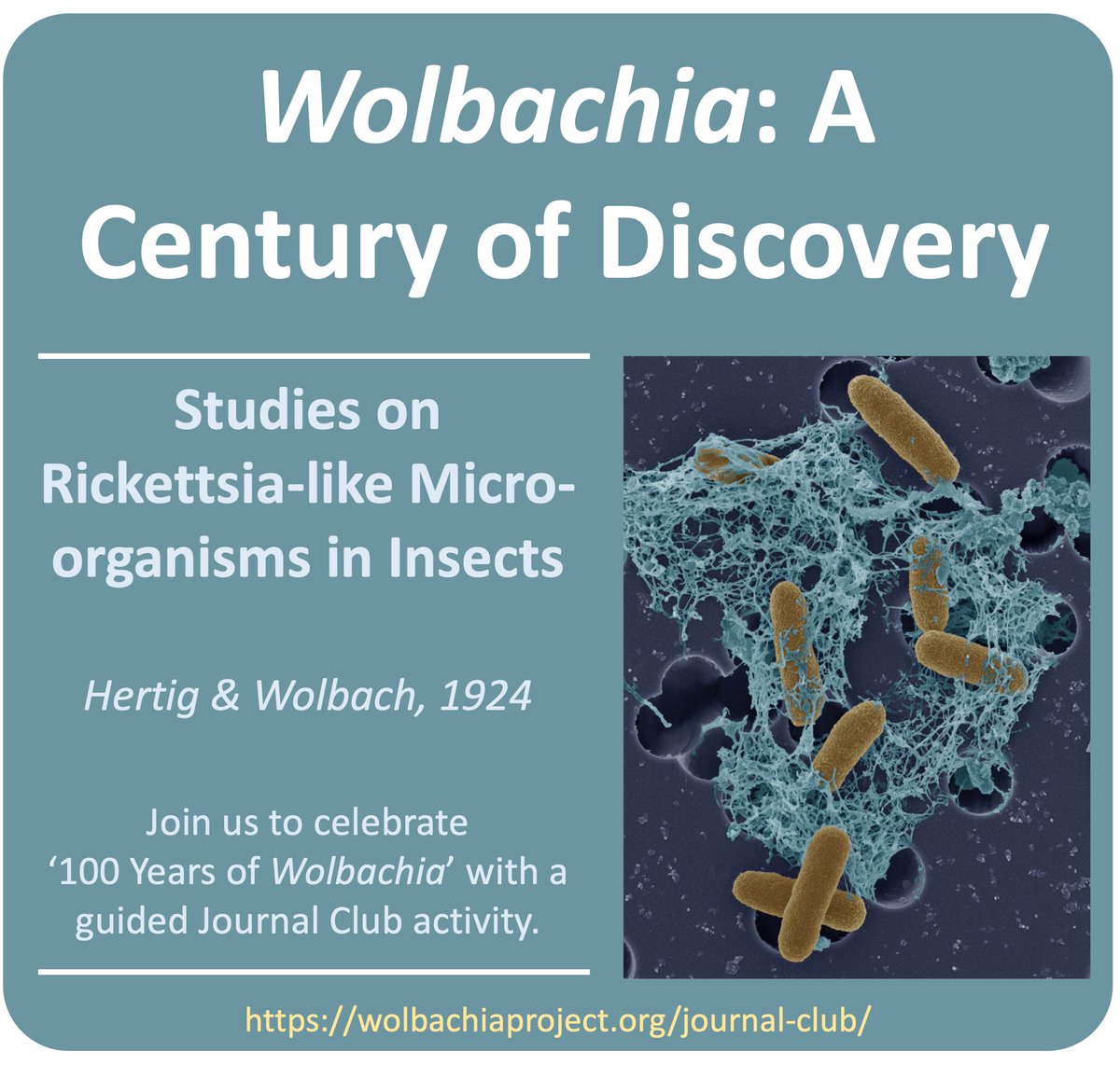 We're celebrating 🎉 100 years of Wolbachia 🎉 with a new Journal Club activity! On this day 100 years ago, Hertig &amp; Wolbach submitted the first description and images of Wolbachia for publication.  wolbachiaproject.org/jc-rickettsia-…