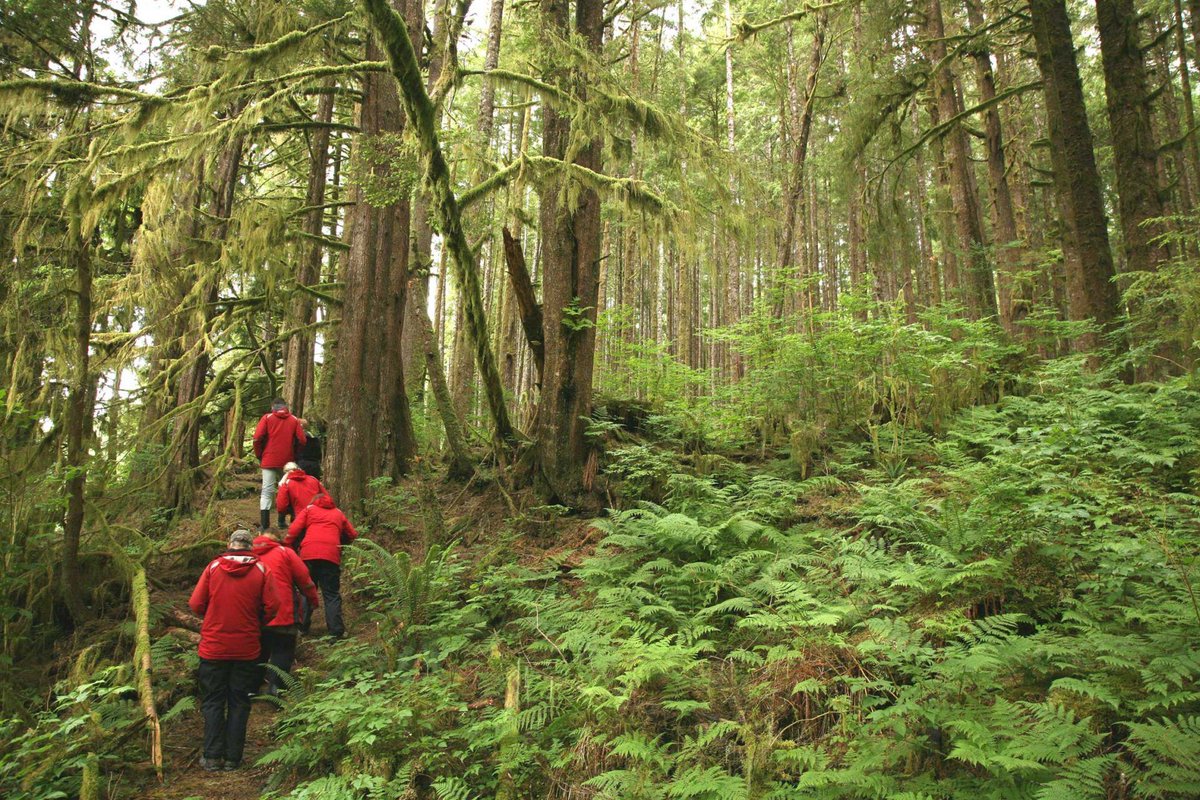 RandRtours's tweet photo. The wildlife of British Columbia is an absolute must-see! See our website for more travel inspiration... (Link in bio) #BritishColumbia #Canada #wilderness #grizzlybear #orca #baldeagle #travel #ecotourism https://t.co/wO63ua8XhR