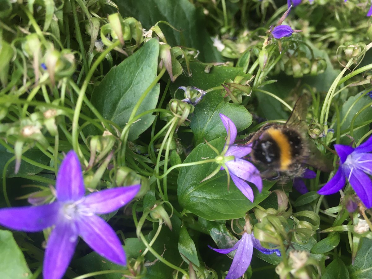 Pleased to announce I have a Natural Sciences PhD position open for applications. Based at Lancaster University, I am looking for a very particular someone with a strong computer science background who isnt afraid of handling live bumblebees!

lnkd.in/e7FyU_82