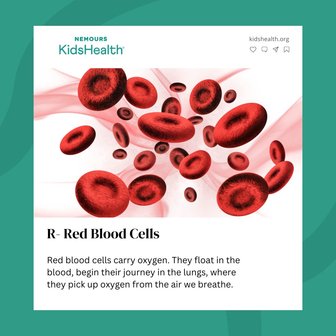 Ready for the R selection of our Cardiac ABC's for Heart Month?! Red Blood Cells it is. #CardiacTwitter #HeartMonth Learn more: bit.ly/47DTRzb
