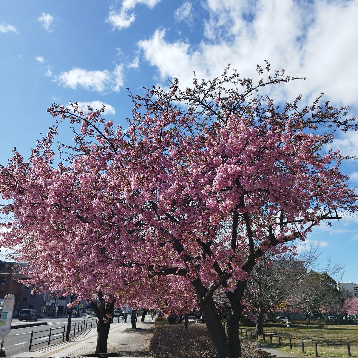 princesschan22's tweet photo. #橋本公園 の河津桜を見てきました🌸
#相模原CP https://t.co/jYq0TA6cNU
