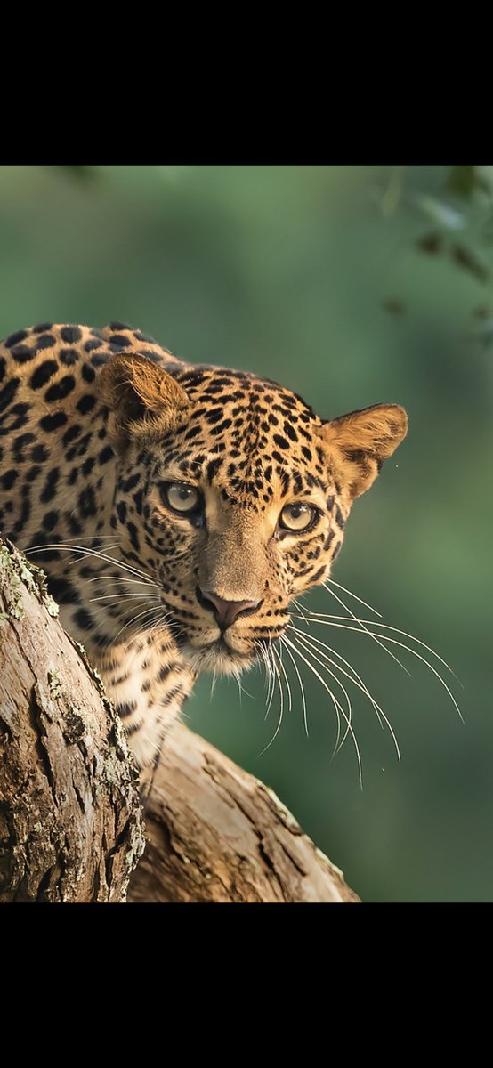 Leopard 
Mudumalai 
@NikonIndia #nature #wildlife 
#leopard