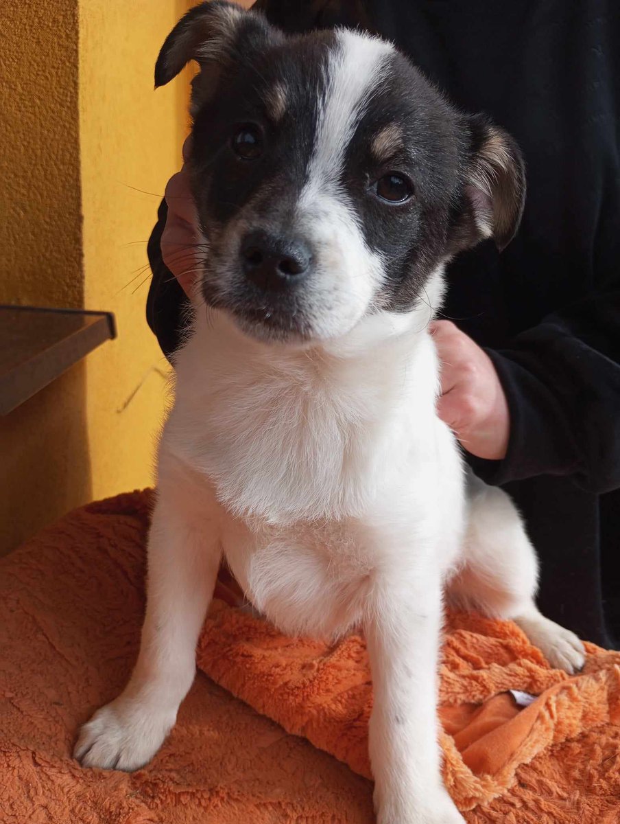 Malutki chłopczyk🐕 Jaśko znaleziony na przystanku. Jest od pewnego czasu  ogłaszany i niestety nikt nie szuka💔. Dlatego szukamy dla niego nowej  rodziny i domku🏠🆘🙏. Jaśko ma koło 3 miesięcy. Ktoś pokocha to maleńkie serduszko?💔🥹
 Tel 794 - 367 - 498  Nowy Targ