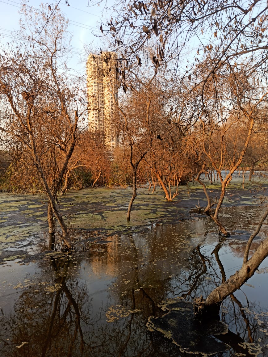 NewsbandTweets's tweet photo. Concerns mount over continued degradation of Airoli mangroves in Navi Mumbai
https://t.co/zEzC9HWoqZ
@dharmeshbarai @sunnyagro @EnvironmentLife @MangroveForest
#NaviMumbai #Airoli #mangroves #nature #intertidalzone #saltmarsh #mangrovetrees #DESTRUCTION https://t.co/5eJsSLCZdU