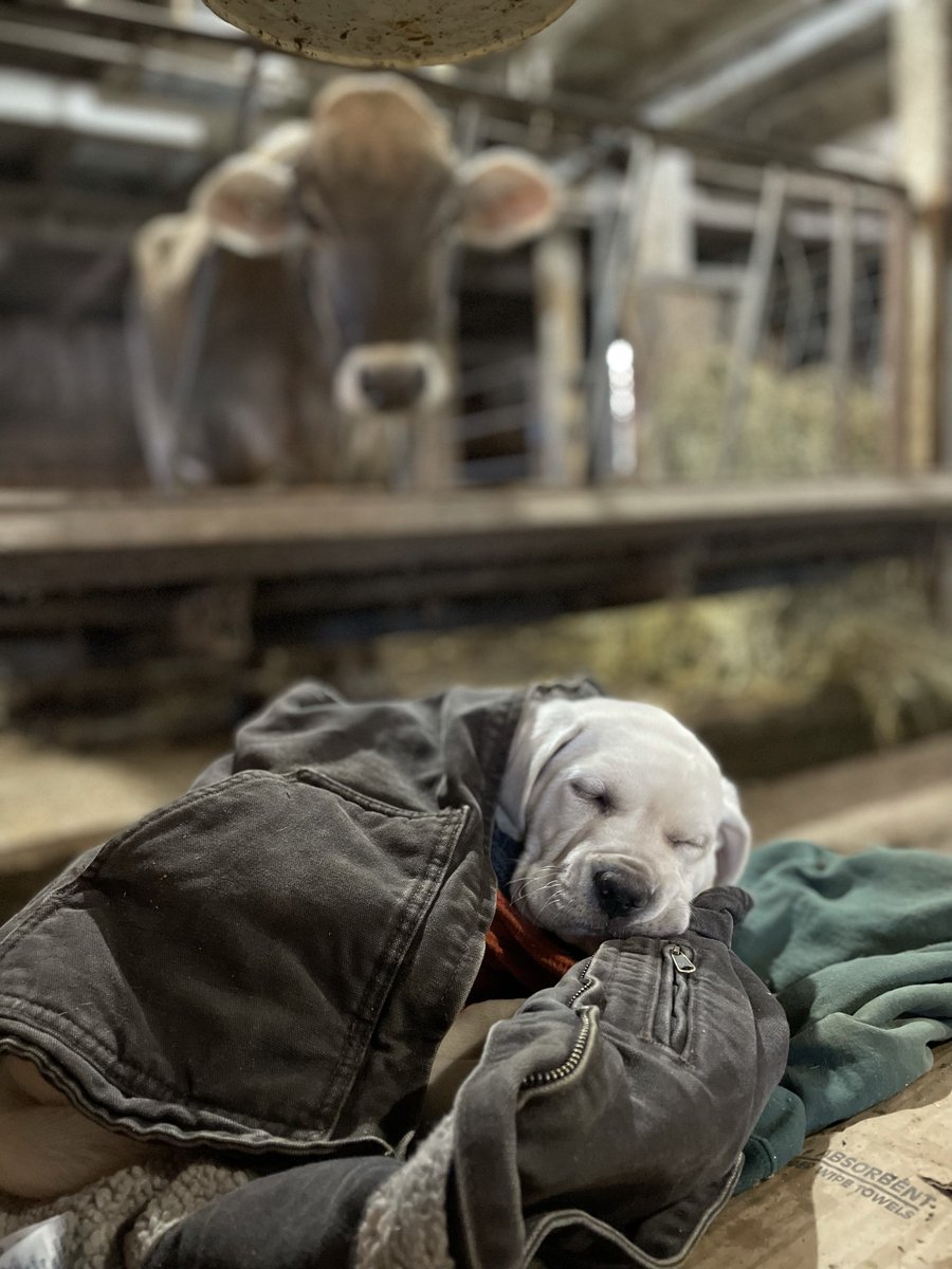 FCEast's tweet photo. It's morning milking nap time! Jada Wilson of Canaan, Conn., snapped this adorable photo, featured in our 2024 Agricultural Views calendar. Submit your photos for next year's calendar at https://t.co/atTS4eNALc. #AgriculturalViews #AgViews #MadeInAgriculture https://t.co/eT76DdEtBD