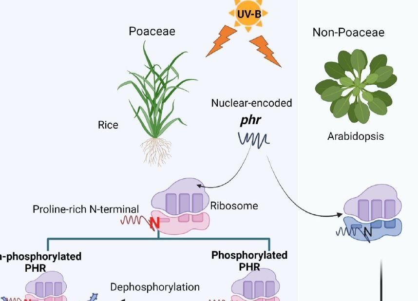 PlantPhys's tweet photo. NEWS &amp; VIEWS:  Damage and Repair: How Poaceae plants fix DNA damaged by UV-B radiation (Maneesh Lingwan) https://t.co/eBMaA8i7AP @LingwanManeesh @ASPB #PlantSci https://t.co/na7MIKkV4f