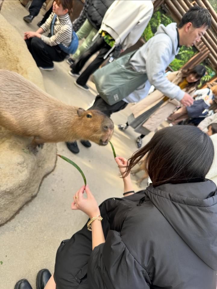 m_mayune_zu's tweet photo. 昔からカピバラさん好きで
カピバラ推しだけど
なんか前歯汚くて萎えた

人間も動物も歯って大事🦷 https://t.co/KbLr8iEXlp