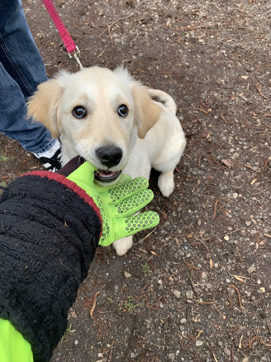 In Priory Woods, Sandwell Valley and just met six-month old Golden Retriever puppy called Luna, who took a great interest in chewing on my thumb!