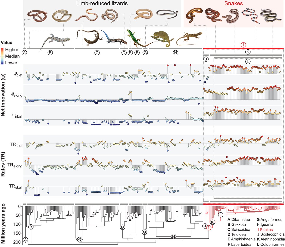 ScienceMagazine's tweet photo. A burst of evolutionary innovation occurred with the origin of snakes, a new Science study finds. The results highlight that many of the most spectacular changes in life histories involved macroevolutionary “singularities.”

Learn more: https://t.co/kLMUOFtd94 https://t.co/z5H2MoHtqT