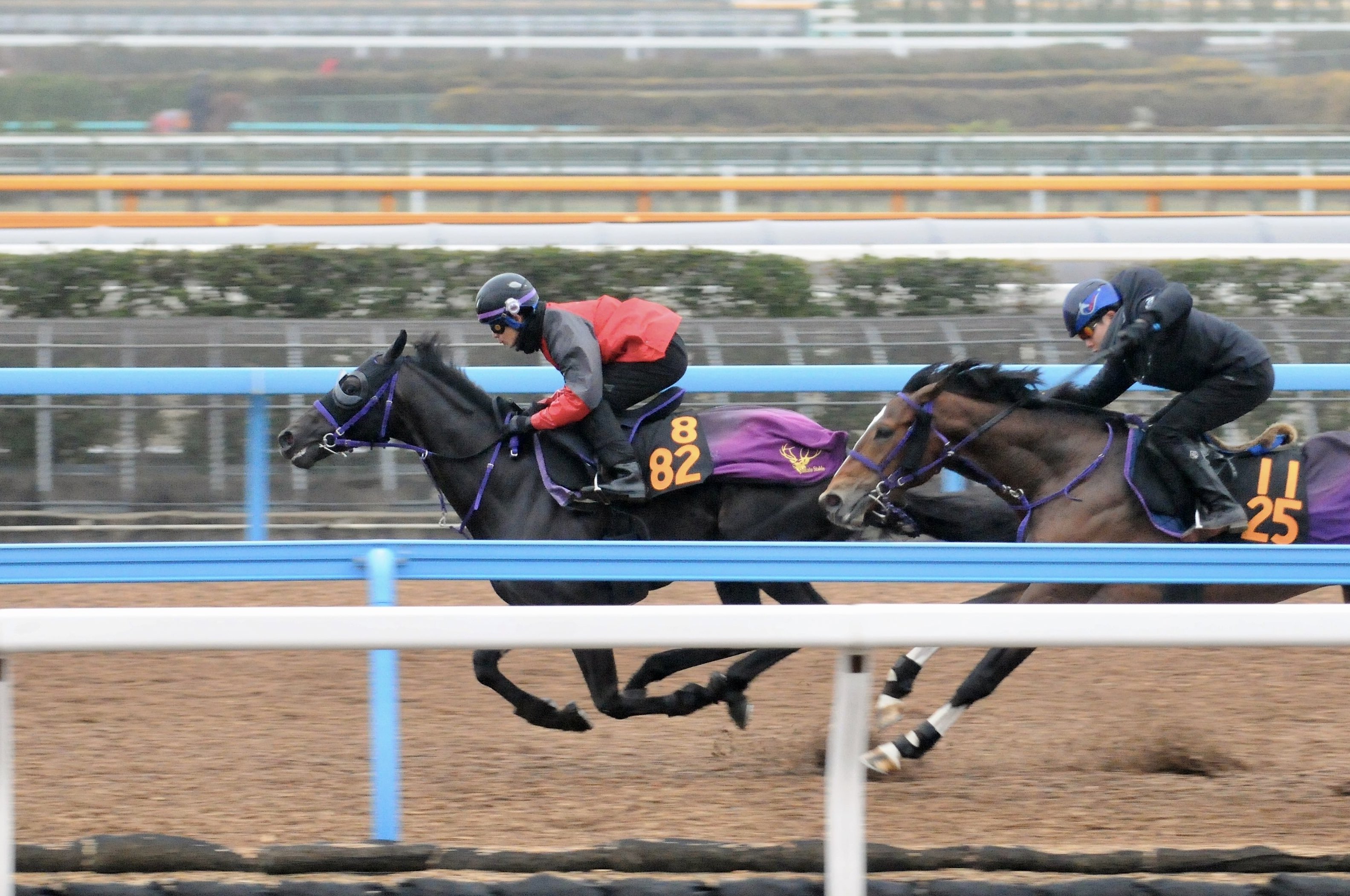 競馬たてがみ 買い求め レイデオロ