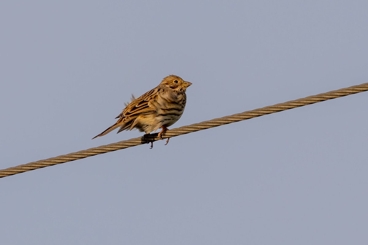DaveRead18's tweet image. An evening visit to Gringley yesterday was rewarded with an impressive count of 93 Corn Buntings,  77 of which can be seen in this image.