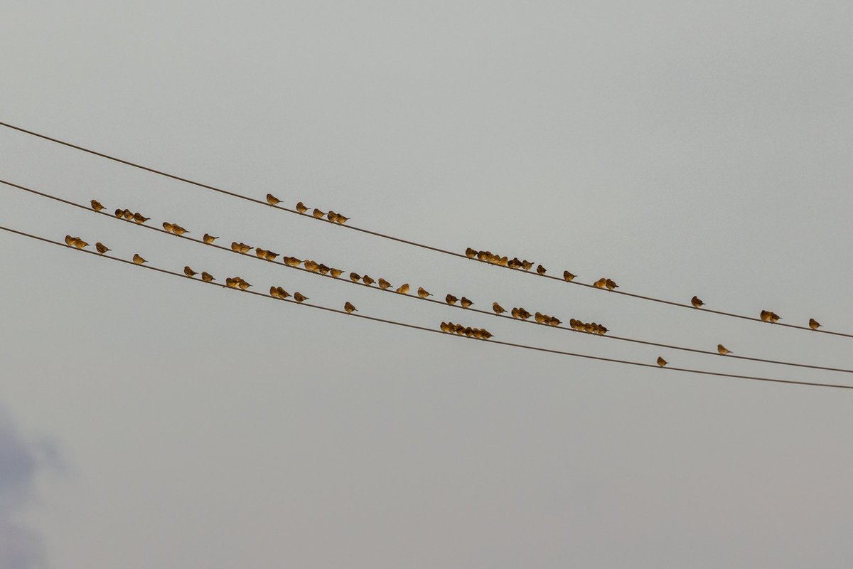 DaveRead18's tweet image. An evening visit to Gringley yesterday was rewarded with an impressive count of 93 Corn Buntings,  77 of which can be seen in this image.