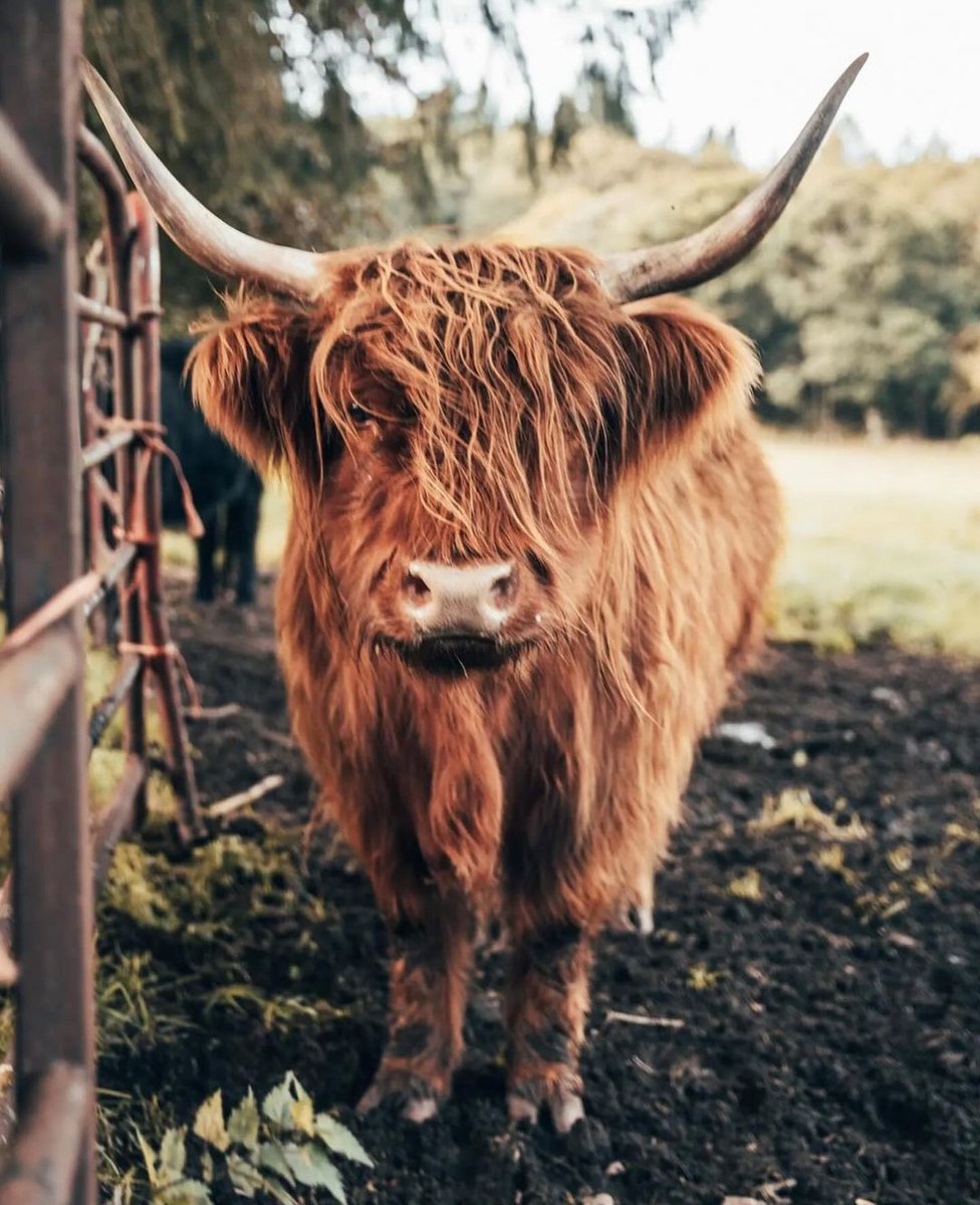 Cowlover12344's tweet photo. visitinvernesslochness Autumnal https://t.co/eorGyOHadd