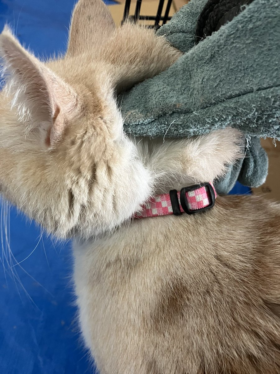 kohei_kirimoto's tweet photo. [輪島の飼い主さんを探してます]
飼い猫の可能性が高いメス猫を保護しました。
・鈴付き白ピンク格子柄首輪あり
・鼻頭に黒い斑点あり
・お腹に不妊手術跡らしきものあり
場所：輪島市中段町3-2(ファミリーマート)
日時：2月26日22時ごろ https://t.co/SXi9HgjvX8