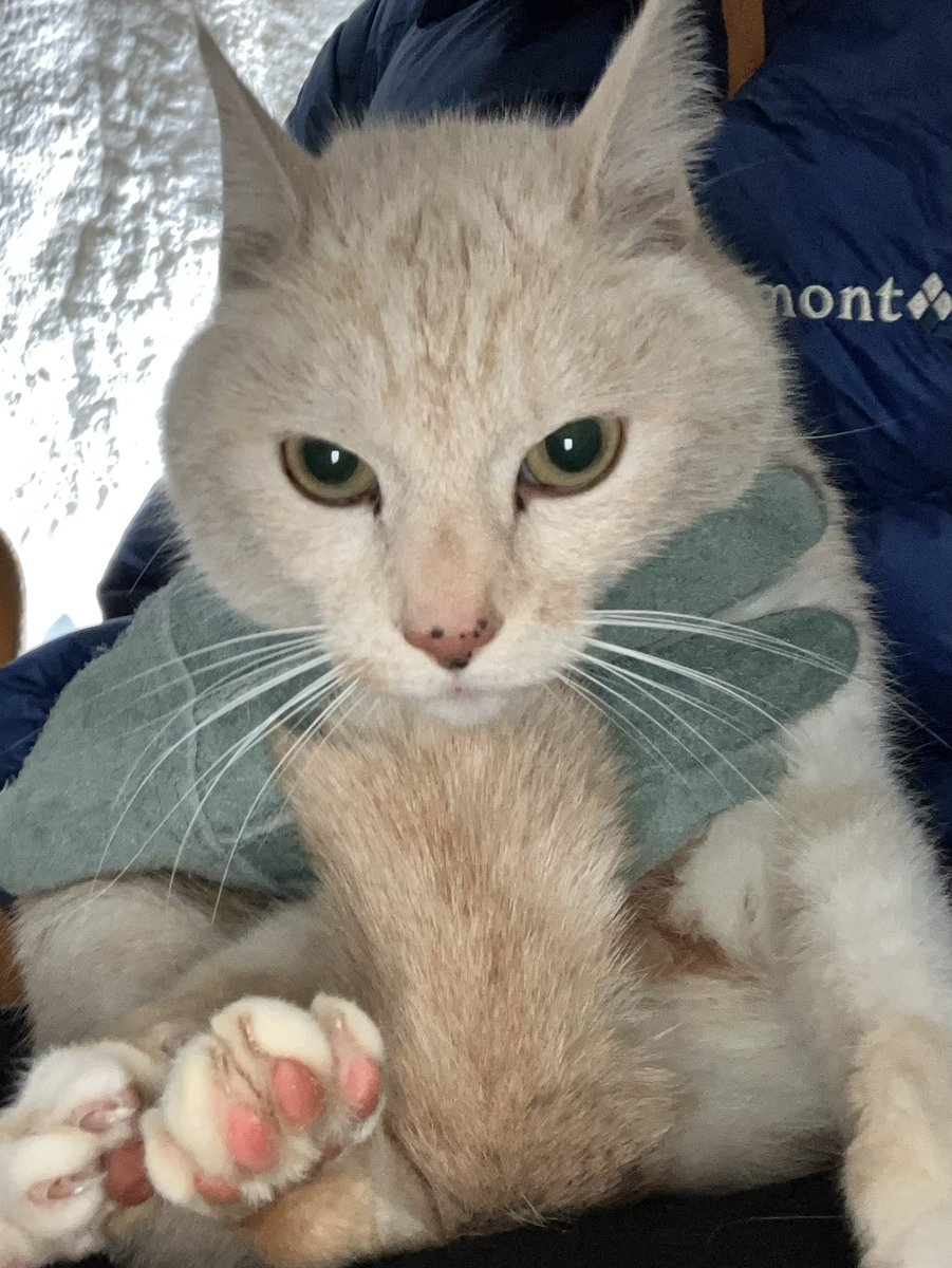 kohei_kirimoto's tweet photo. [輪島の飼い主さんを探してます]
飼い猫の可能性が高いメス猫を保護しました。
・鈴付き白ピンク格子柄首輪あり
・鼻頭に黒い斑点あり
・お腹に不妊手術跡らしきものあり
場所：輪島市中段町3-2(ファミリーマート)
日時：2月26日22時ごろ https://t.co/SXi9HgjvX8