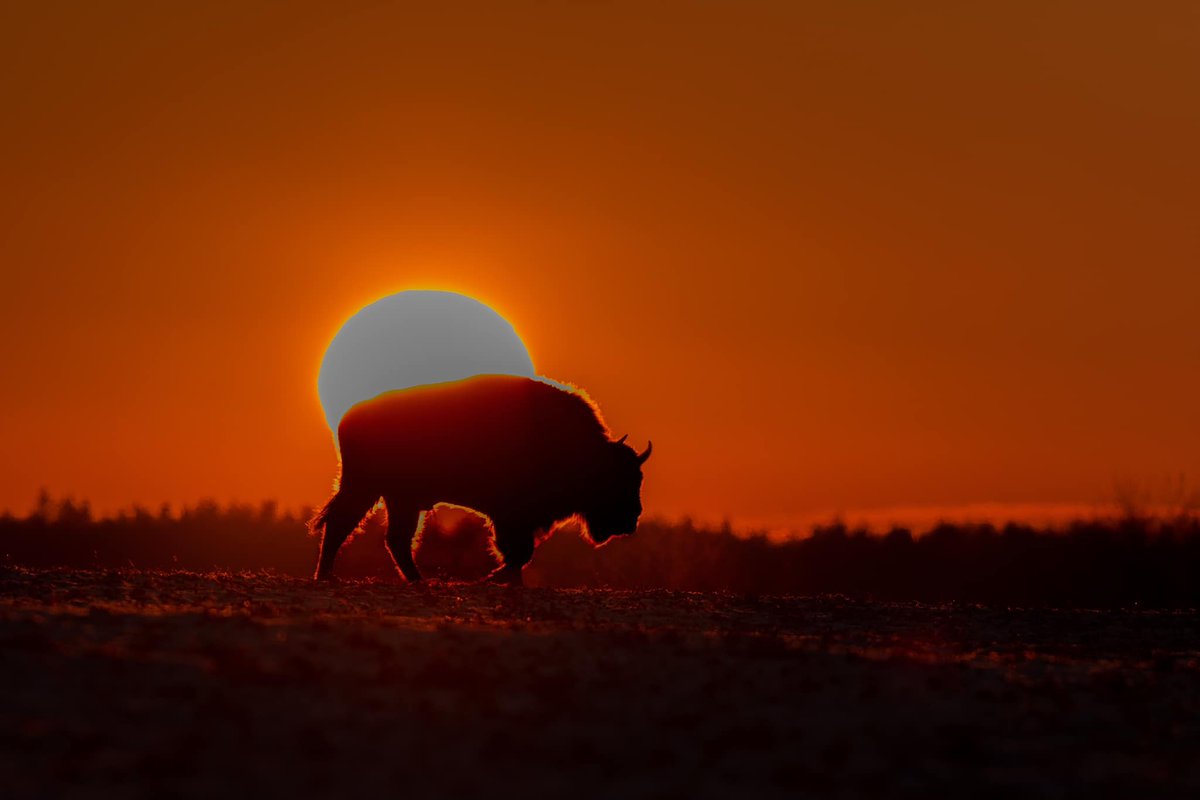 Avanti_1989's tweet image. Na Podlasiu

foto: Dzikie Podlasie w obiektywie - Patryk Sacharewicz