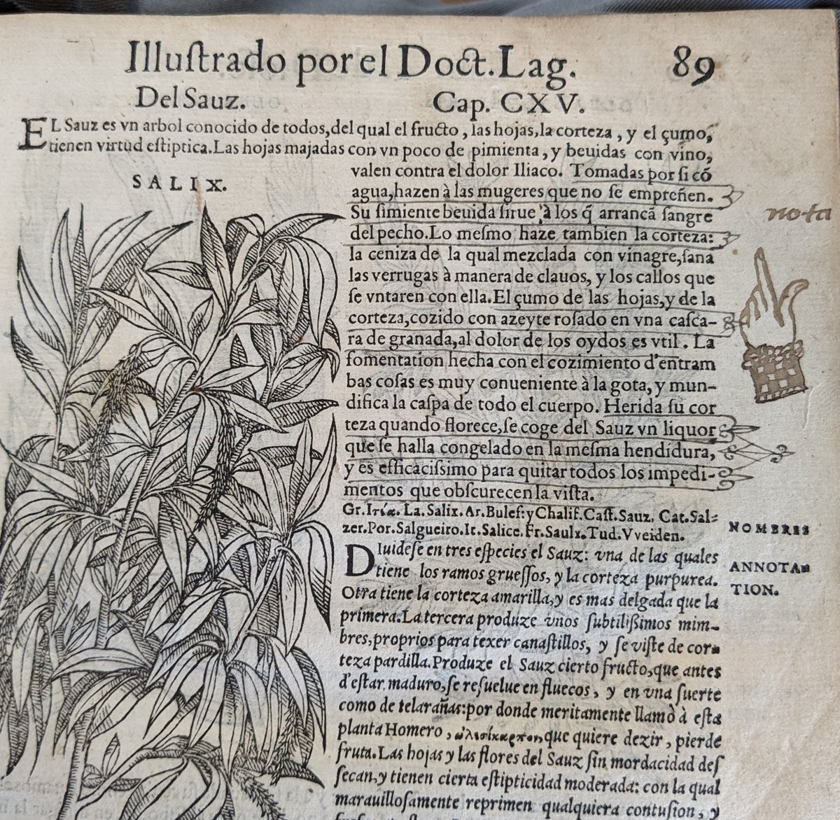 MarshsLibrary's tweet photo. Quite the cuff on this manicule, used by an early reader to indicate an important section. From a Spanish translation of Dioscorides' encyclopaedia of herbal medicine, printed in Antwerp in 1555 #ManiculeMonday #MondayMarginalia https://t.co/sQZ1yp4uRJ