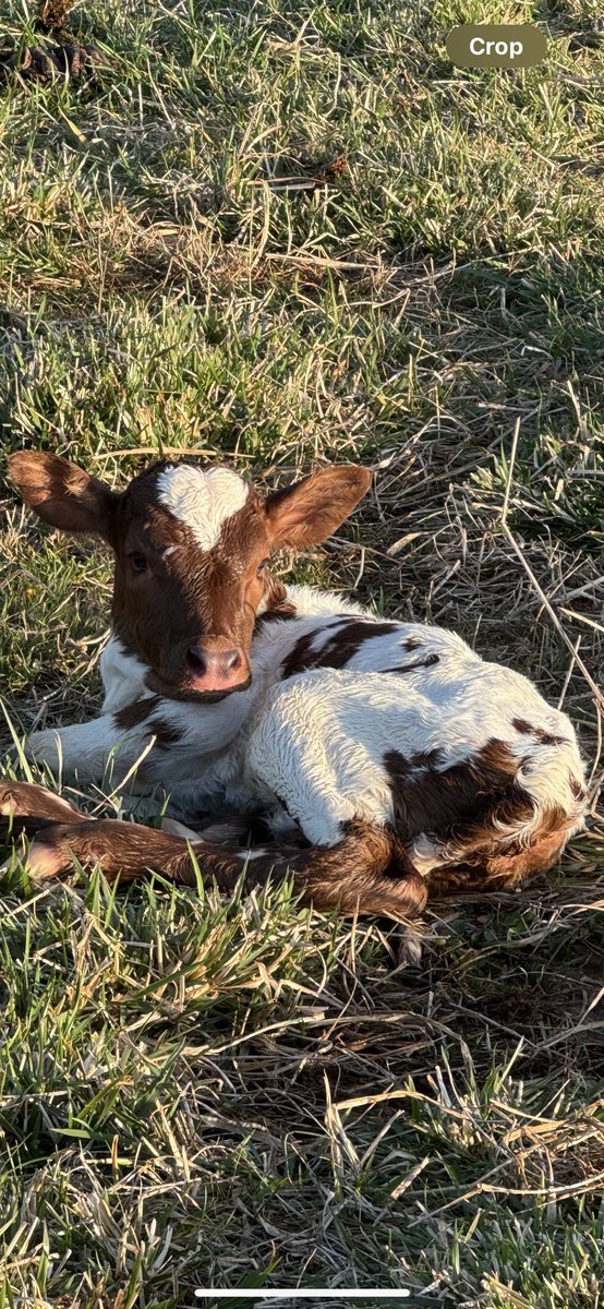 TheFast49's tweet image. Calving season has started off great @DirtyDollar_ with this little sweet ❤️ She is a Foundation Pure #Watusi believe we’ll name her DDR Queen of Hearts. Our herd sire Cisco never disappoints with flashy colors.