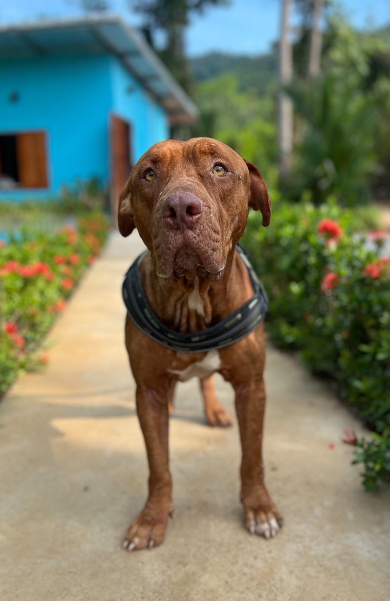 Niall Harbison tweet media