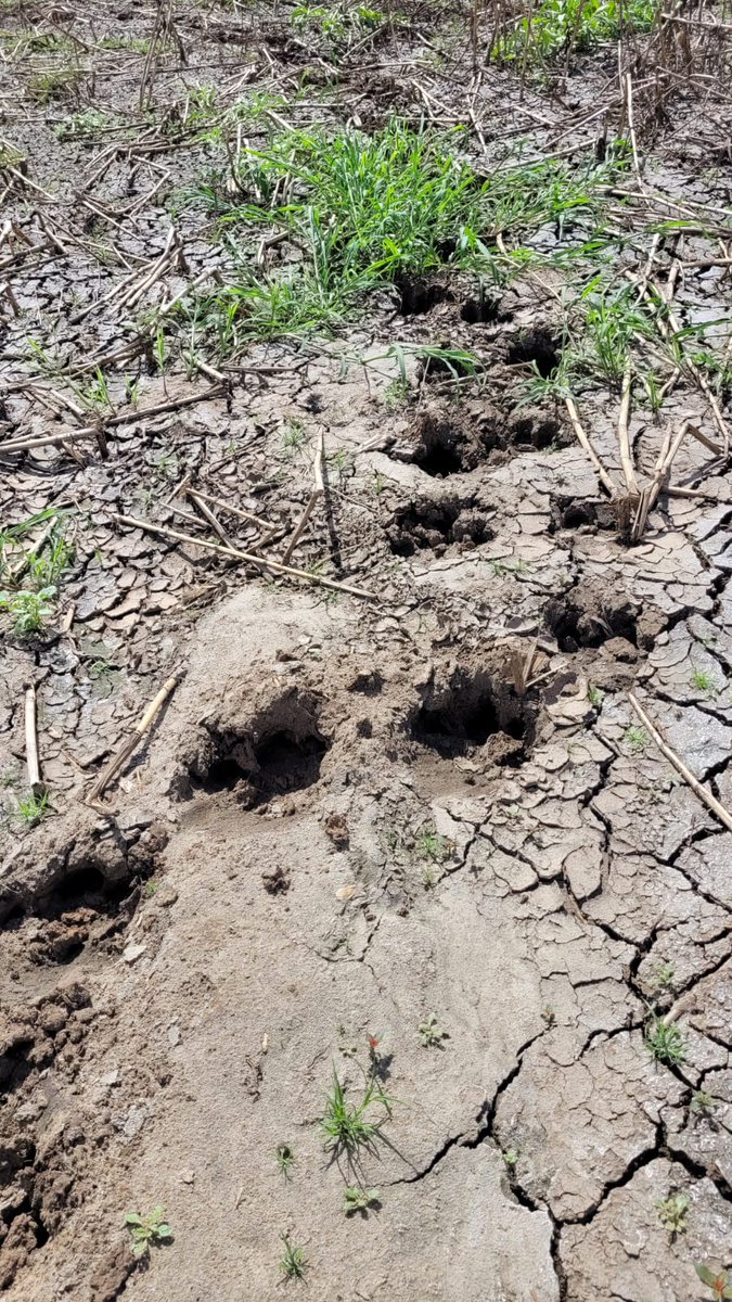 Can you guess who these footprints stumbled upon by our #UKISAR team, during their boat operator training in Malawi, belong to?? #CapacityBuilding