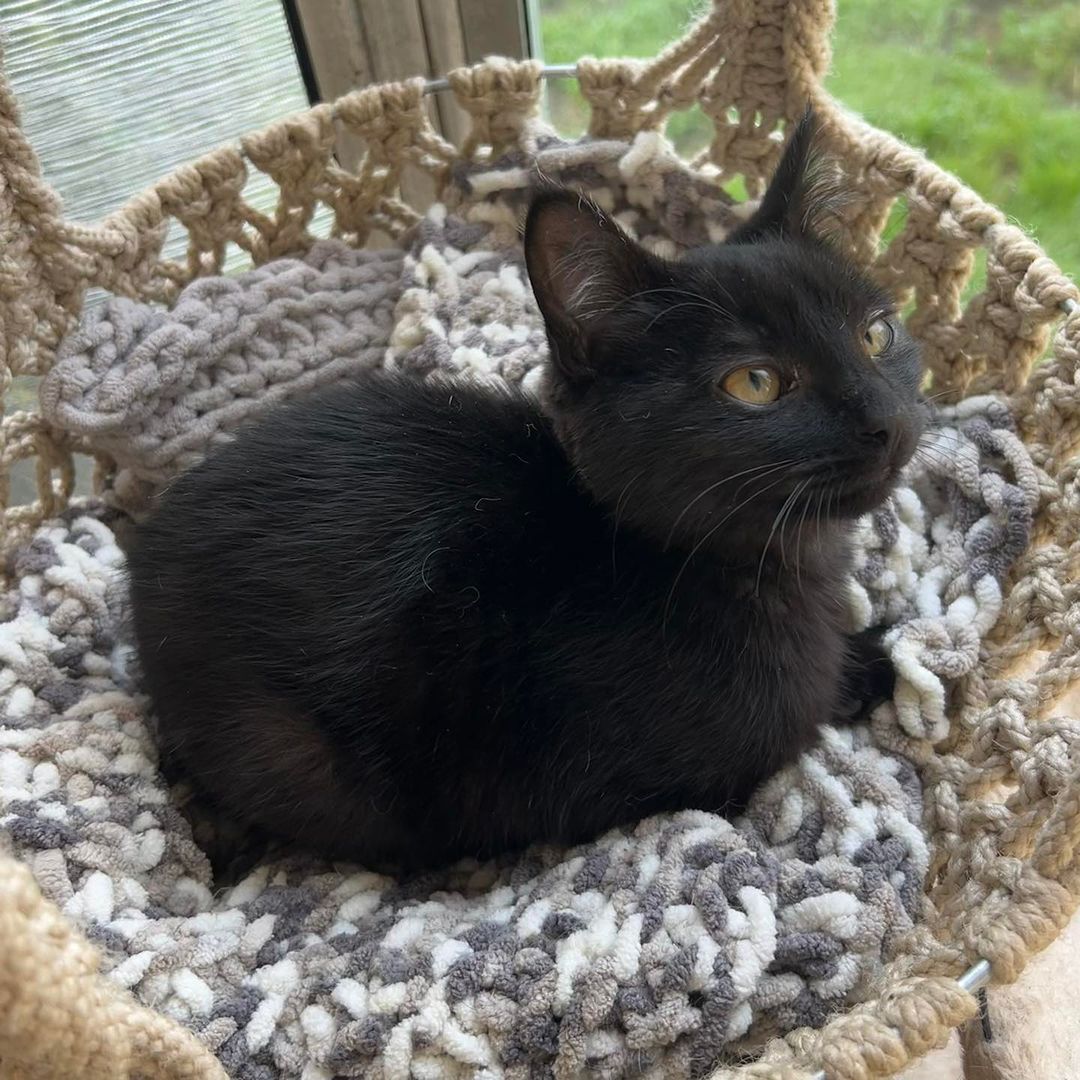 I know, Toni, we are equally surprised that your original adoption fell through and no one else has applied yet! 😱 I mean, look how cute you are?!

#feistyfelines #adoptable #blackcatsofinstagram #rescuedismyfavoritebreed #rescuesaveslives #feraltofriendly #cutenessoverload