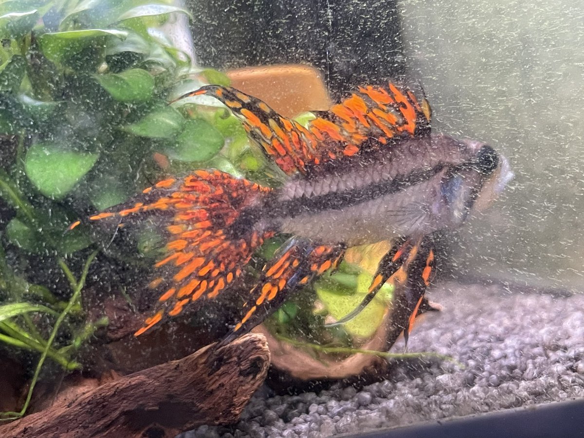 ガラ悪い系
#アピスト