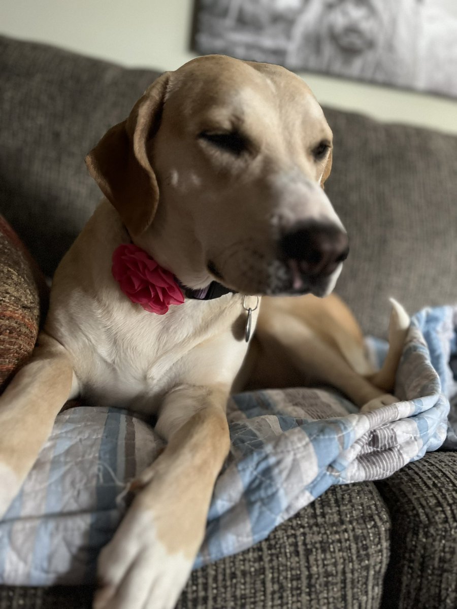 ᗩᑭOᒪᒪO & ᗩᖇIEᒪ🐾 tweet media