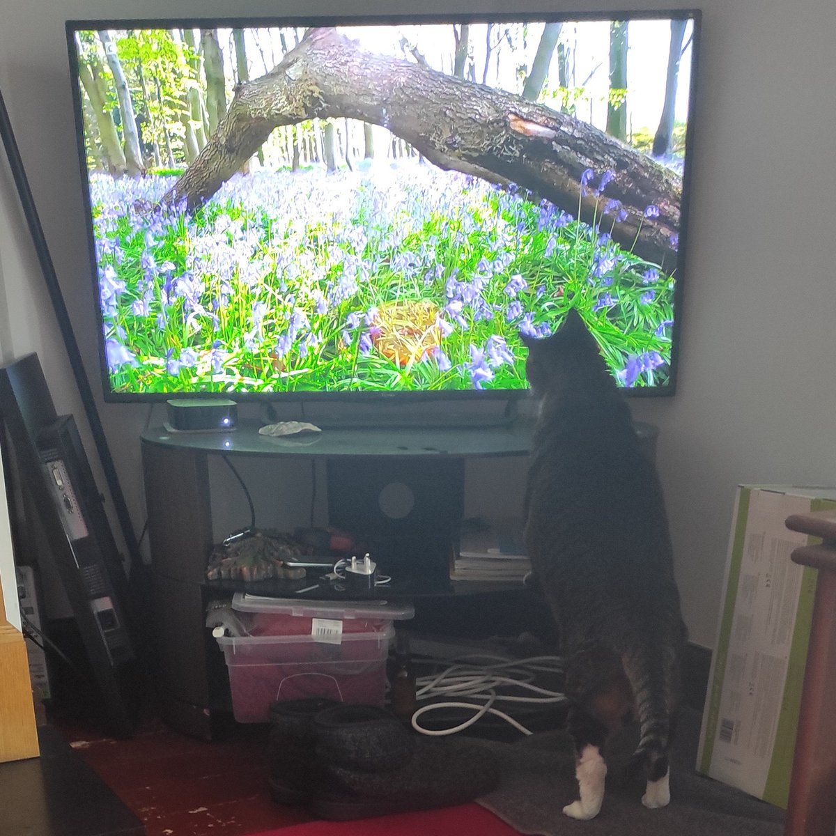 Andy Mees tweet media