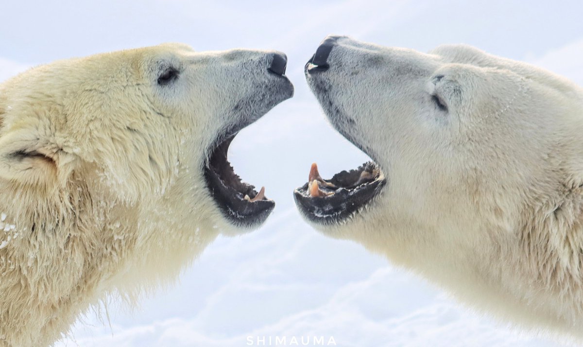 全世界のホッキョクグマと
地球の未来を願って🐻‍❄️
#国際ホッキョクグマの日 2024 2/27
#ホッキョクグマ
#PolarBearDay