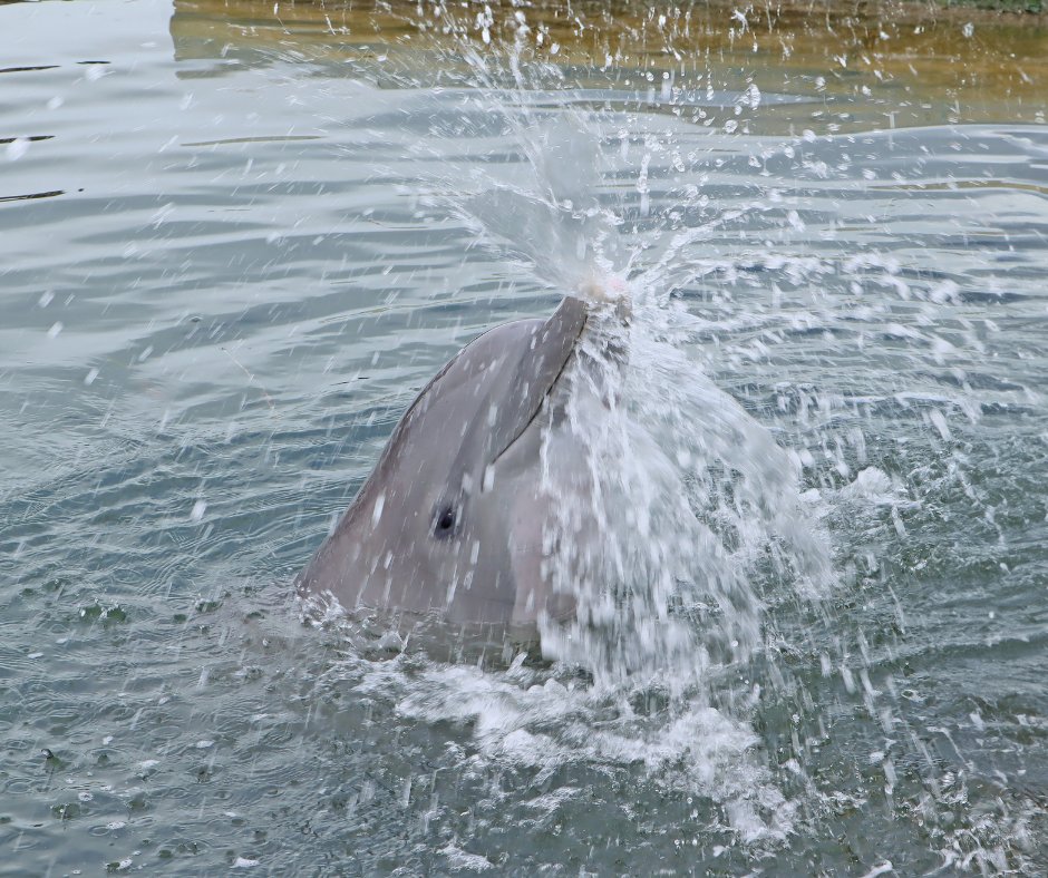 Pandora's splashing right into the new week! #MondayMotivation #welovedolphinseveryday #marinemammals