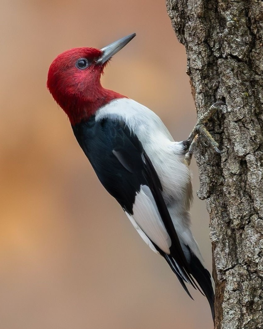 Red-headed woodpecker ❤️🖤🤍
By lookingback
