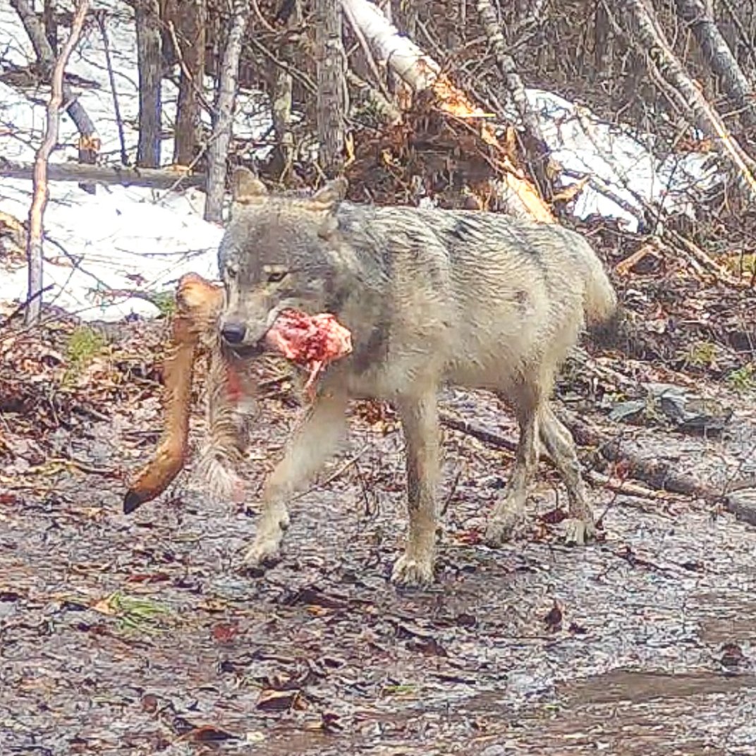 VoyaWolfProject's tweet photo. After a kill, wolves gorge and generally consume as much as they can as quickly as they can. The result: wolves often look like they have a basketball in their stomachs because they are so full.

And just how much food can wolves cram into their stomachs after a kill?

A researcher in Alaska documented a wolf that had 15 pounds (7 kg) of food in its stomach while a researcher in Minnesota documented a wolf with 22 pounds (10 kg) of food in its stomach. Another study reported a wolf with 19 pounds (9 kg) of food in its stomach.

Based on this and other observations, it appears wolves can consume ~25% of their body weight in one sitting. And why are wolves in such a hurry to eat their kills?

A couple reasons: once they make a kill, wolves are competing with numerous scavengers that descend on kills and want a piece. If you have ever seen a recent wolf-kill during winter, you cannot miss the flurry of ravens and eagles just waiting for their opportunity to eat.

Those birds might not seem like much competition but they can make a dent in a carcass quickly. Per one study, an individual raven can eat and/or cache 1.1-4.2 lbs (0.5-2.0 kg) of food per day from large kills.

While the exact amount of food ravens remove from a wolf-kill is hard to determine precisely, one study noted that ravens removed 82 lb (37 kg) of food per day wolf-killed prey.

Another study estimated ravens removed 31 lbs per day (14 kg) from carcasses put out to simulate wolf kills (and determine how much ravens can eat). However, the researchers noted that they very likely underestimated how much ravens removed and considered it plausible, based on raven biology, that ravens could remove up to 95 lbs (43 kg) per day.

Obviously, the amount of food ravens remove from a carcass will be related to the size of the prey killed, the number of birds present, the number of wolves at a carcass, and wolf feeding behaviors. Either way, it is clear that wolves are competing with their feathered foes for food.

The other reason for eating quickly is that wolves are often competing with each other for access to kills and therefore food. Wolf packs are not necessarily nice, polite families that doll out an equal amount of food to each member once a kill occurs. Instead, pack members, especially subordinates, are competing with one another for food.

Thus, it is advantageous for wolves to eat as much as they can when they get access to a carcass as a means to secure food.

As a side note: one of the main reasons young wolves are thought to disperse from their packs is due to intense aggression from other pack members, usually the breeding pair, when it comes to accessing kills.

Eventually young members reach the conclusion that the grass is greener on their own than with their pack and so they set off for the open road.

Lastly, wolves, especially breeding wolves, will consume kills quickly so they can transport food back to the dependent pups at dens and rendezvous sites and provision them. And it is sometimes easier to carry 20 lbs of food in your belly than in your mouth when doing so, or at least so it seems!

Anyway, all this to say: when you are watching a trail camera video of course and a wolf looks “pregnant”, it generally is not pregnant but rather has just gorged itself on a kill.

Sources referenced in this post:
1. )Peterson and Ciucci. 2003. The wolf as a carnivore in the book Wolves: Behavior, Ecology, and Conservation.

2.) Vucetich et al. 2004. Raven scavenging favours group foraging in wolves. Animal Behavior.

3.) Henrich and Pepper. 1999. Influence of competitor on caching behavior in the common raven. Animal Behavior.

4.) Promberger. 1992. Wolf and Scavenger. Master’s thesis, Ludwig Maximillians Universitat, Germany.

5.) Kaczensky et al. 2005. Effect of raven scavenging on the kill rates fo wolf packs. Wildlife Biology.

6.) Mech. 2020. Unexplained patterns of grey wolf natal dispersal. Mammal Review.

7.) Gable et al. 2023. Differential provisioning roles, prey size, and prey abundance shape the dynamic feeding behavior of gray wolves. Communications Biology.