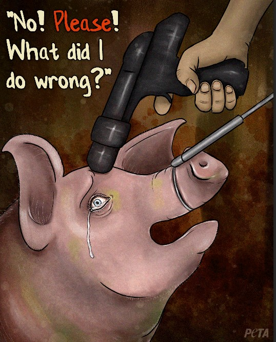 PETAUK's tweet photo. This is your sign to #GoVegan if you aren't already. https://t.co/LBy8uMCkHz
