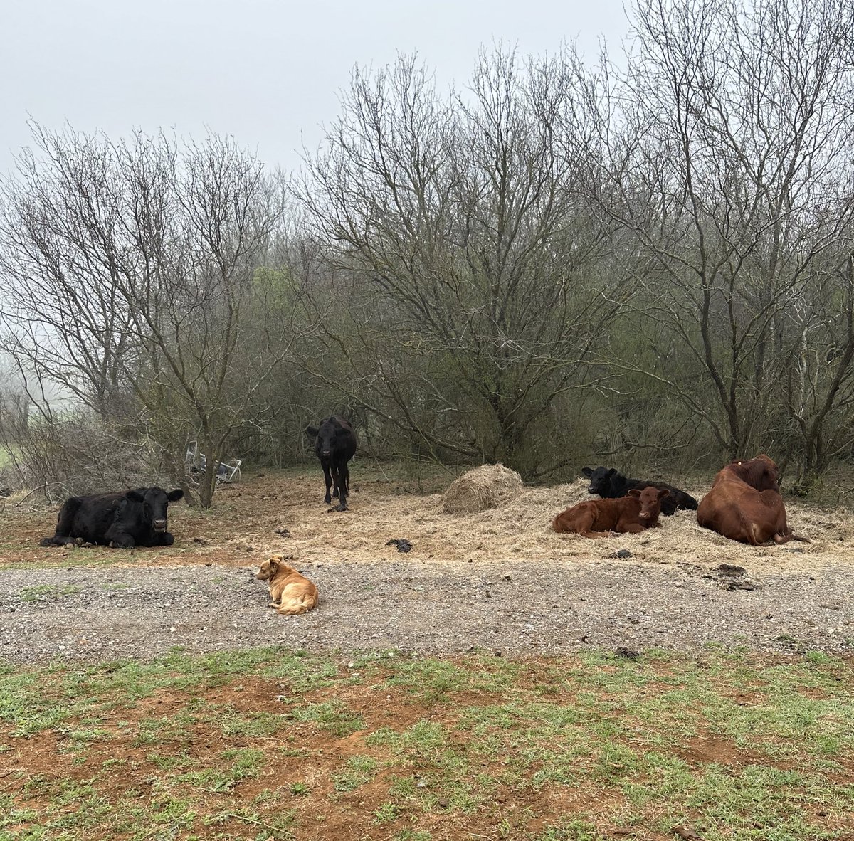 Good morning from the cows and Brownie 

Can’t really tell in the pic, but it’s been a foggy morning here in #SouthTexas